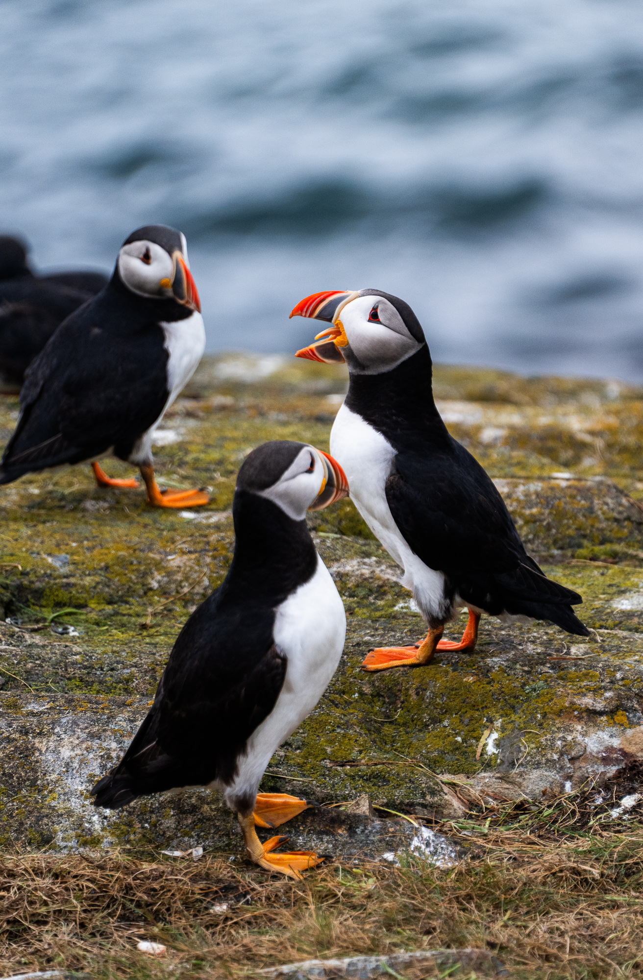 Puffin viewing area in Elliston, Newfoundland