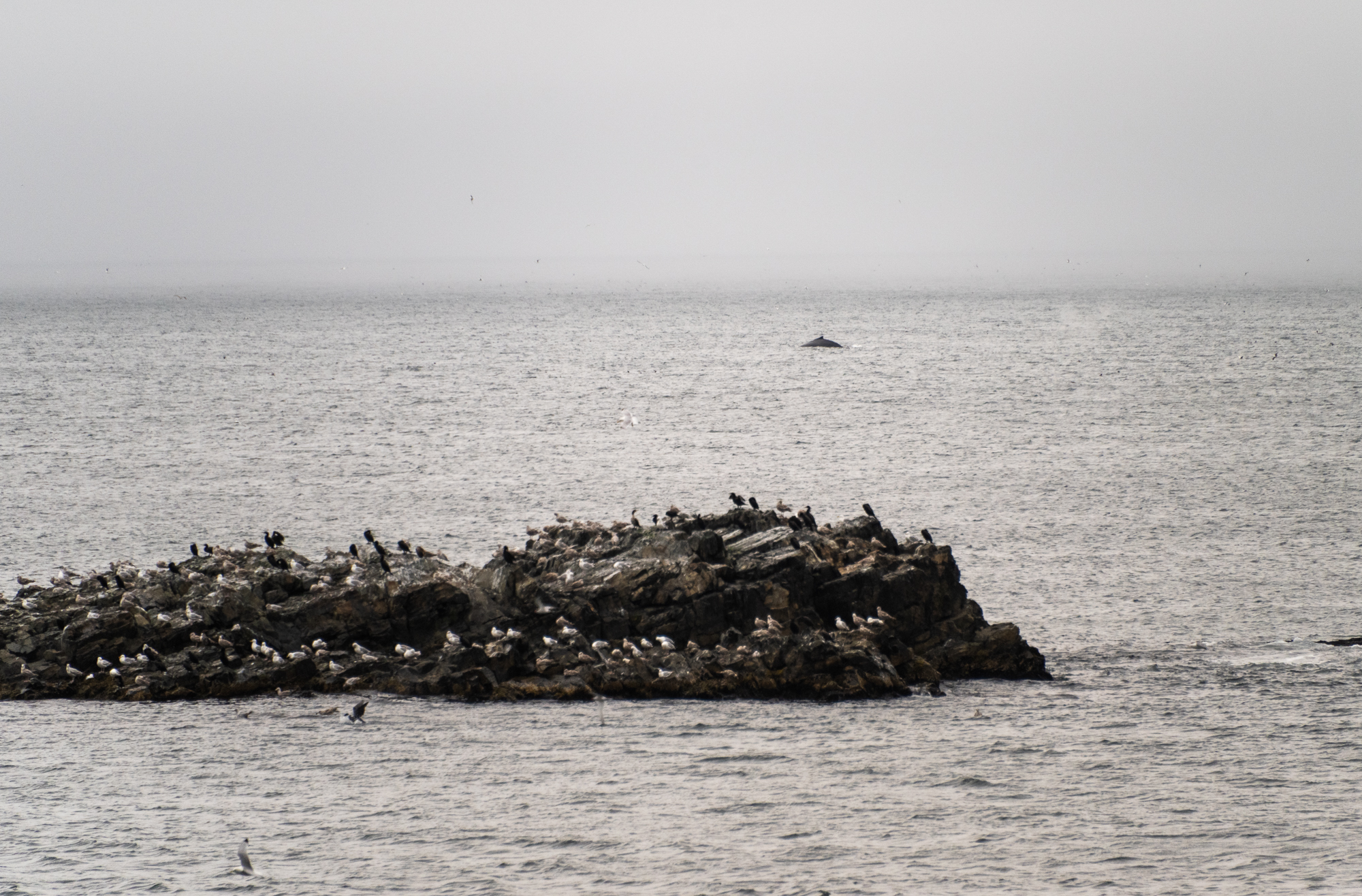 Bonavista Peninsula in Newfoundland
