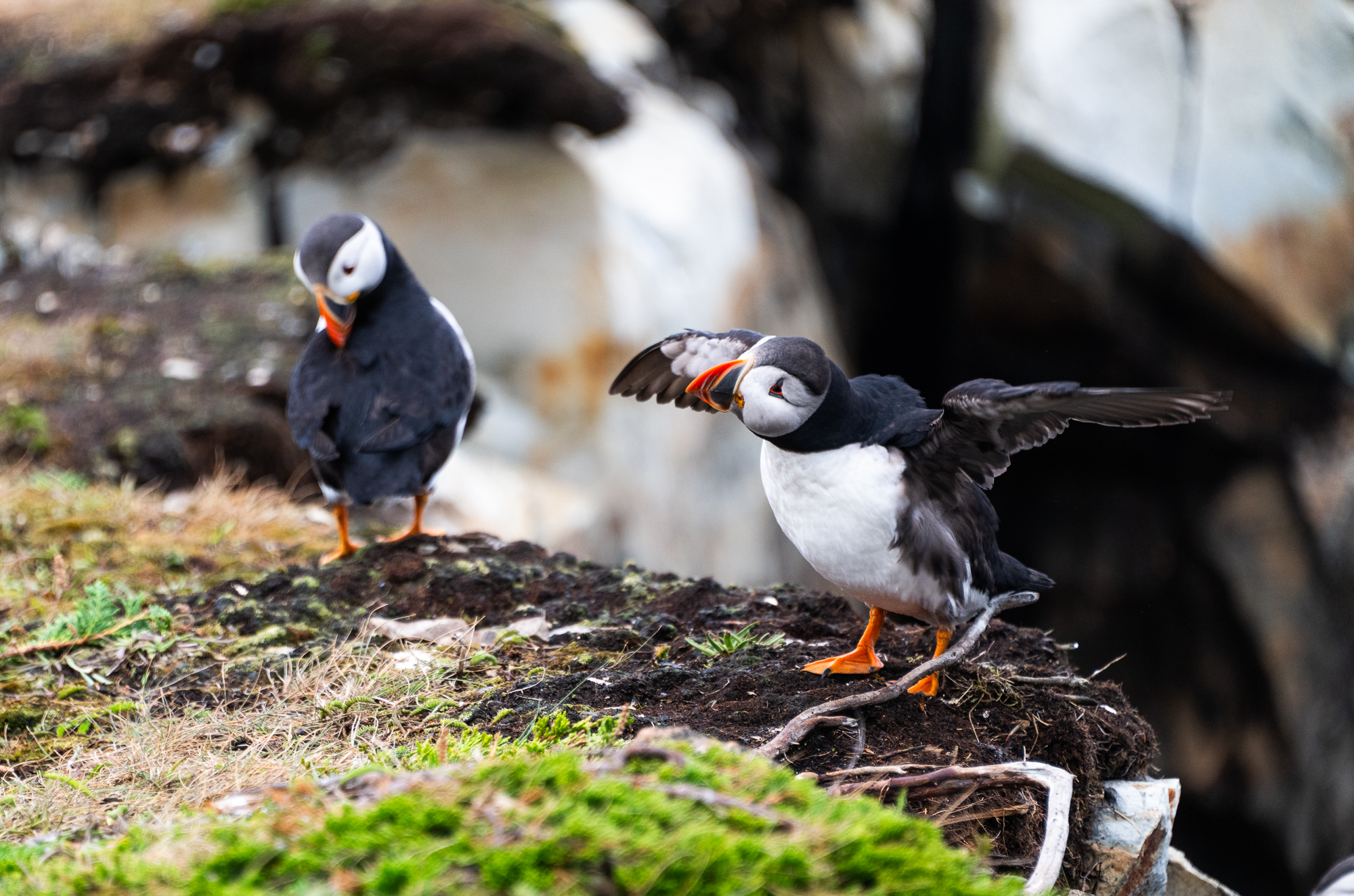 Puffin viewing area in Elliston, Newfoundland