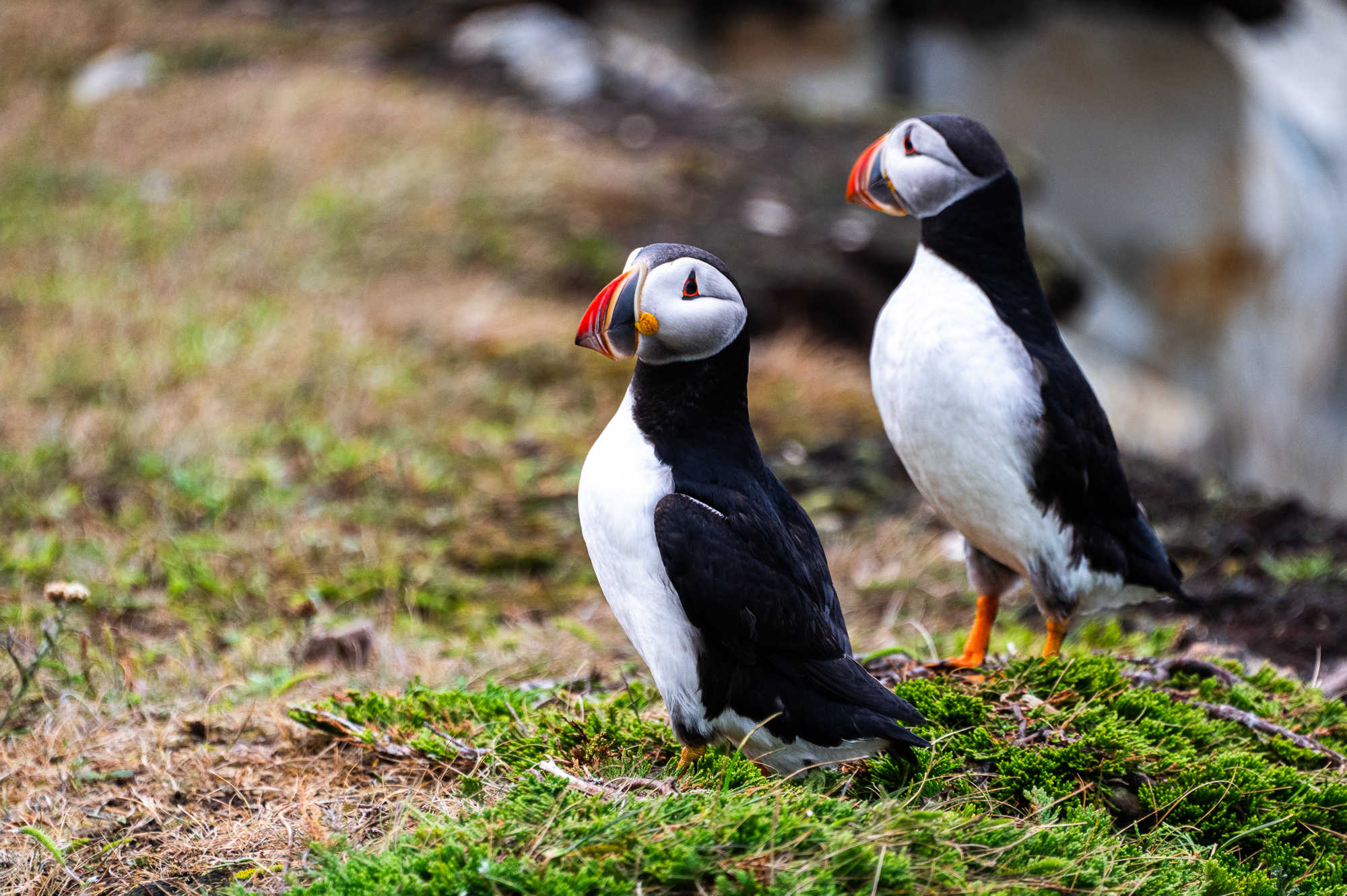 Puffin viewing area in Elliston, Newfoundland