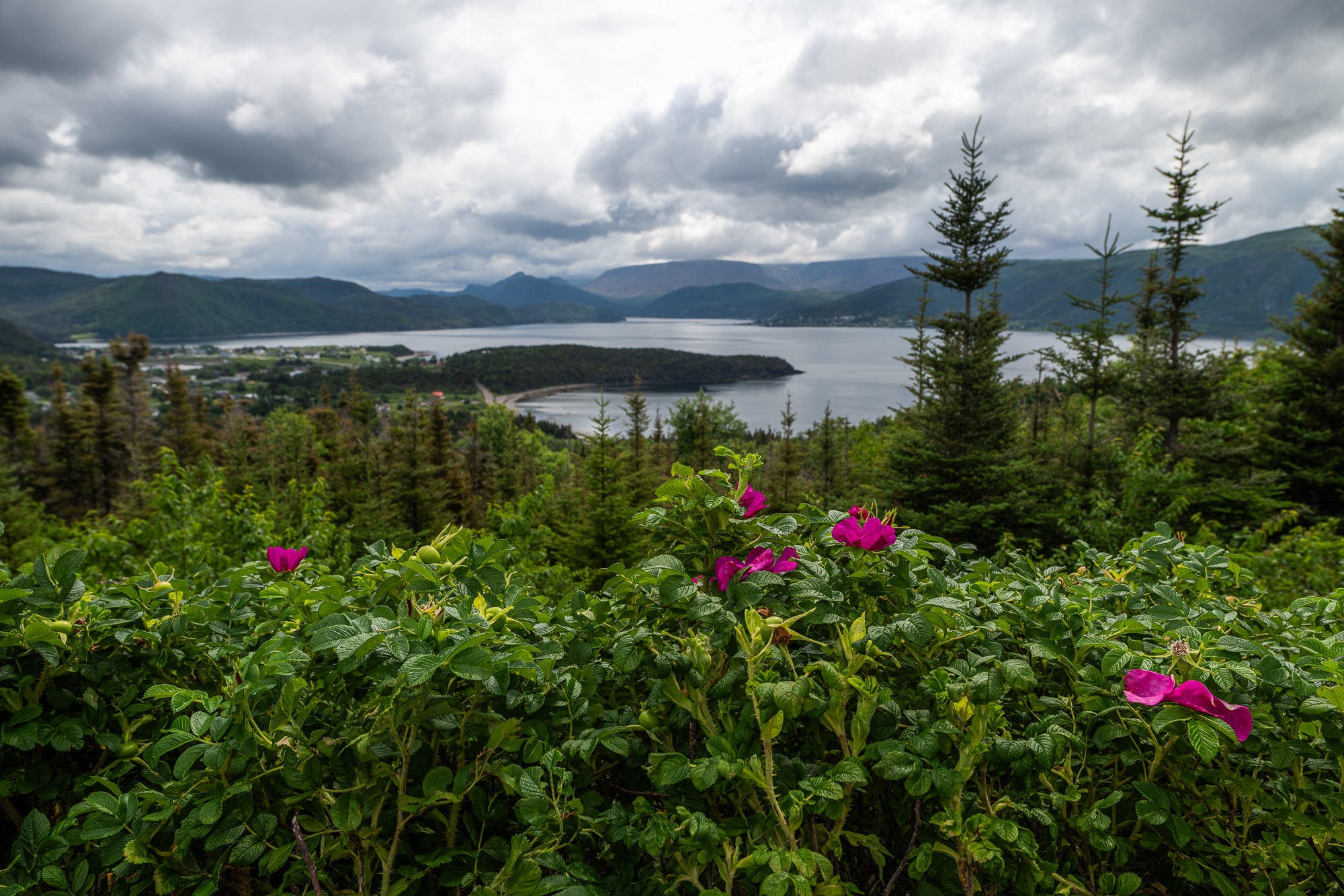 Norris Point in Newfoundland